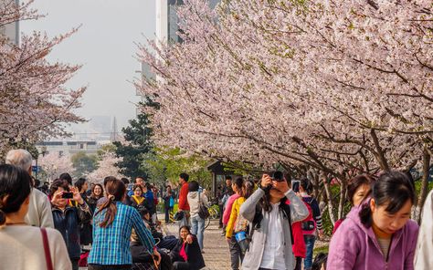 Tongji University, Festival Editorial, Festival Image, Cherry Blossom Festival, Mockups Free, March 30, Nature Images, Shanghai, Cherry Blossom