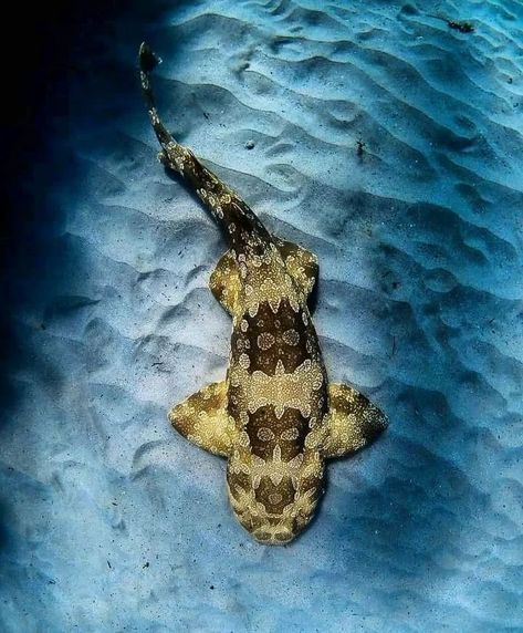 Wobbegong Shark Tattoo, Rowan Tattoo, Carpet Shark, Wobbegong Shark, Shark Video, Ocean Facts, Shark Tattoo, Biology Facts, Shark Tattoos