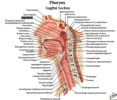 very detailed picture of the oral, pharyngeal, and laryngeal structures Anatomy Of The Neck, Throat Anatomy, Neck Muscle Anatomy, Tonsils And Adenoids, Muscle Diagram, Anatomy Organs, Anatomy Images, Anatomy Bones, Gross Anatomy