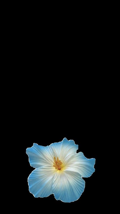 hibiscus wallpaper Hibiscus Flower Wallpaper Iphone Black Background, Habisquis Flower Wallpaper, Hibiscus Flower Widget, Hibiscus Lockscreen, Blue Hibiscus Wallpaper, Hibiscus Wallpaper Iphone, Hibiscus Flower Wallpaper, Flower Lockscreen, Hibiscus Wallpaper