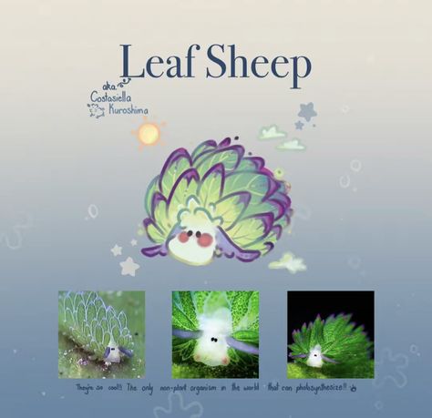 Sea Sheep Art, Sea Slug Oc, Sea Bunny Oc, Sea Slug Art, Sea Creature Oc, Bunny Sea Slug, Sea Sheep, Leaf Sheep, Sea Bunnies