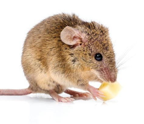 Mouse Curled Up, Mouse Standing Up, Rat Vs Mouse, Mouse And Cheese Illustration, Mouse Eating Cheese, Cheese Image, Mouse Eating, Creative Photoshop, Art Theory