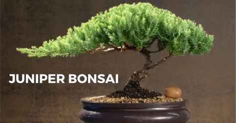 Juniper Bonsai Tree Care - The Bonsai Master Small Garden Features, Juniper Bonsai Tree, Green Bug, Succulent Potting Mix, Bonsai Care, Bonsai Tree Types, Bonsai Tree Care, Juniper Tree, Mame Bonsai