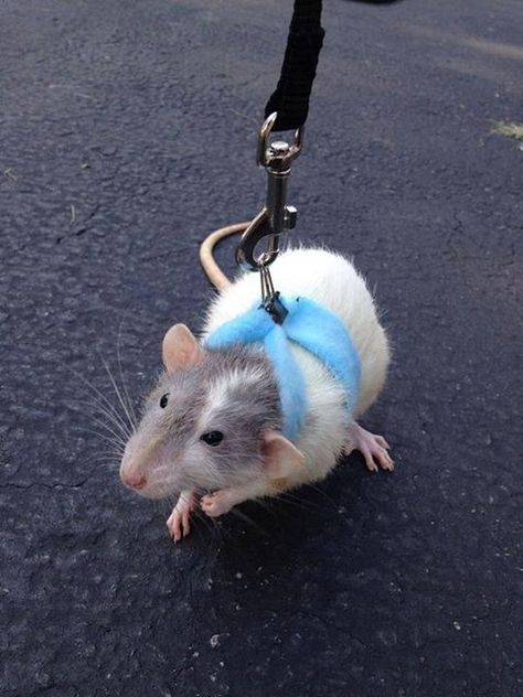 Rat Leash, Rat Harness, Diy Harness, Rat Accessories, Rattus Rattus, Dumbo Rat, Pet Rodents, Rat Toys, Pet Rat