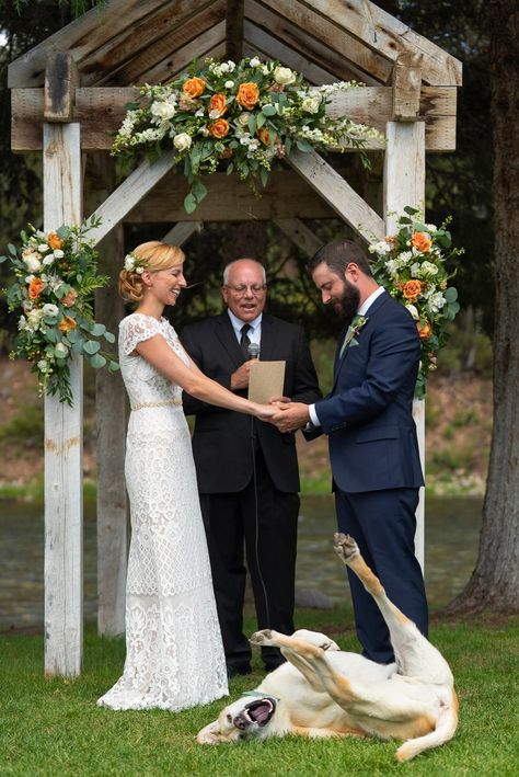 This Couple’s Dog Totally Stole the Spotlight at Their Wedding Dog Snapchats, Psy I Szczenięta, Wedding Pets, Out Of Control, Dog Wedding, Funny Animal Pictures, Training Your Dog, Happy Dogs, Dog Photos