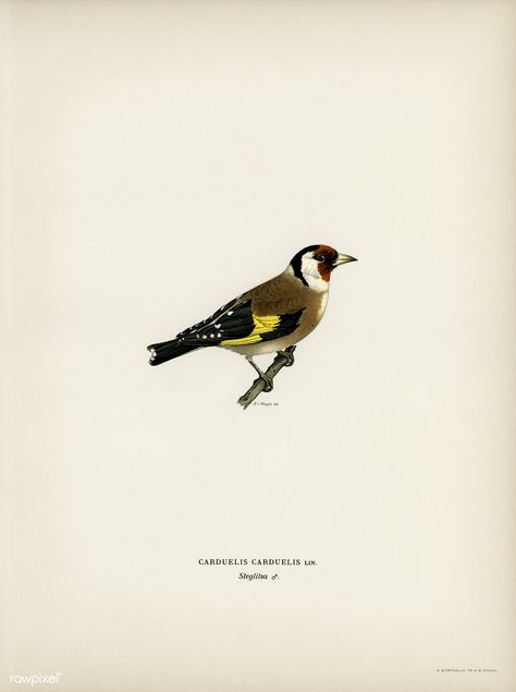 European Goldfinch (Carduelis carduelis) illustrated by the von Wright brothers. Digitally enhanced from our own 1929 folio version of Svenska Fåglar Efter Naturen Och Pa Sten Ritade. European Goldfinch Tattoo, Goldfinch Tattoo, European Goldfinch, Golden Oriole, Birds Paintings, Eurasian Eagle Owl, Cool Insects, Bird Illustrations, Finches Bird