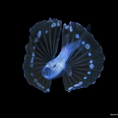 Deep water tripod fish off Palm Beach, Florida.  #uwpics #uwmacro #uwphotos #uwphotography  #marineworld #underwaterpics #underwaterphotos… Tripod Spiderfish, Tripod Fish, Incredible Creatures, Palm Beach Florida, Deep Water, Beach Florida, Sea Animals, Palm Beach, Tripod