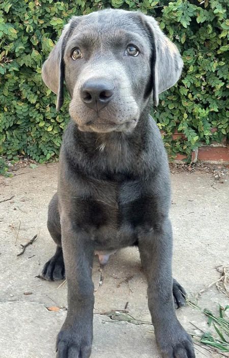 Look at his beautiful color. Brody the Labrador Retriever #dogs Grey Labrador, Charcoal Labrador, Charcoal Lab, Silver Lab Puppies, Silver Labrador Retriever, Black Labrador Puppy, Fox Red Labrador, Silver Labrador, Chocolate Labs