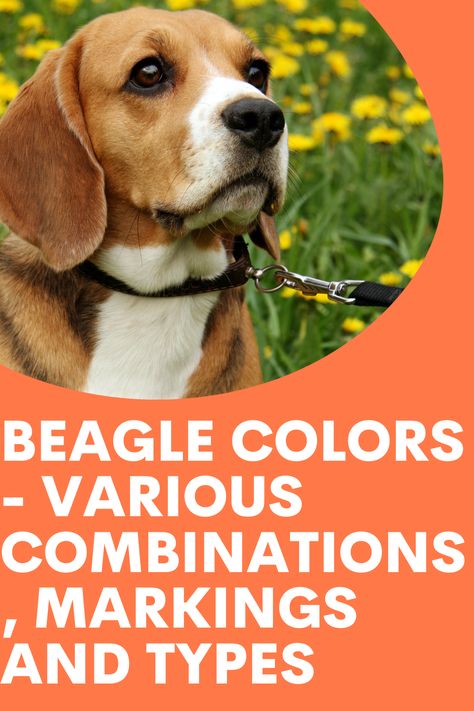 Types Of Beagles, Beagle Colors, White Beagle, Beagle Dog, Color Combination, Unique Colors, Color Combinations, Black And Brown, Dogs