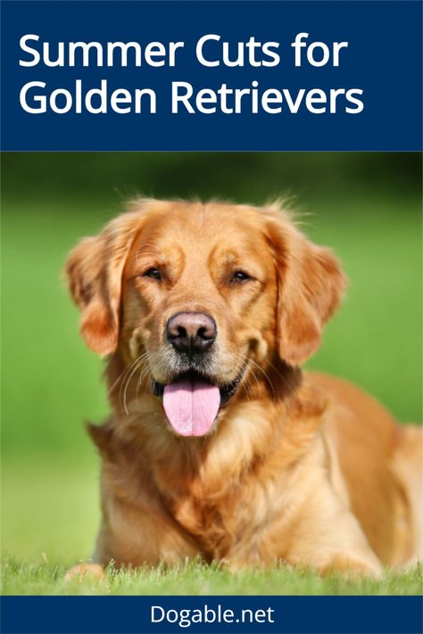 Are you interested in summer cuts for Golden Retrievers? Here you will find out what type of cuts work well for Golden Retrievers in the summer. #summercutsforgoldenretriever Golden Retriever Haircut, Golden Retriever Grooming, Summer Haircuts, Hair Trim, Kiddie Pool, Grooming Routine, Summer Dog, Golden Retrievers, Loose Hairstyles