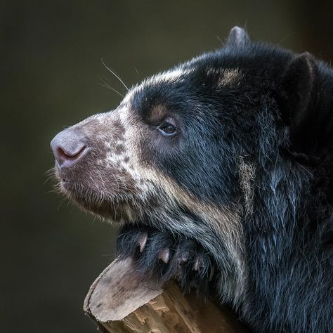 DSC_9124-1 | Deep thought, or bearly thinking? Andean Bear "… | Flickr Andean Bear, Spectacled Bear, Bear Bear, Interesting Animals, San Diego Zoo, Deep Thought, Bear Art, Zoology, Cute Creatures