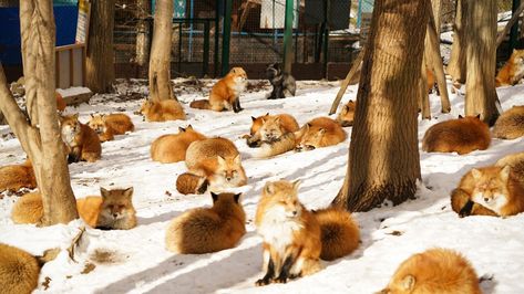 Two animal-related sites in Miyagi, a prefecture in Japan’s northerly Tōhoku region, have become popular with international tourists: Zaō Fox Village, where visitors can feed and hold foxes, and Tashirojima, an island where cats outnumber humans. Fox Village Japan, Animal Rescue Shirt, Places In Japan, Baby Goats, Miyagi, Fox Art, Baby Fox, Cute Fox, Woodland Creatures