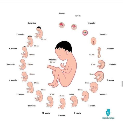 Pregnancy & Gynecology & Baby on Instagram: “Week by week baby development 👶 . Do not forget to like our posts to support us and reach more women ❤️ Please double tap 🙏 . Follow…” Baby Sizes By Week, Bereavement Photography, Week By Week Pregnancy Photos, Baby Growth In Womb, Pregnancy Month By Month, Fetal Development Week By Week, Stages Of Fetal Development, Baby Size By Week, Pregnancy Development