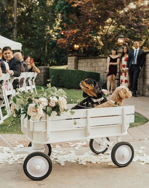 Today's project is how we transformed a red Radio Flyer wagon into a beautiful all white wagon for our wedding in 5 easy steps! Diy Wedding Wagon, Wagon Wedding, Dogs In Wedding, Flower Girl Wagon, Barn Birthday Party, Wagon For Wedding, Radio Flyer Wagon, Radio Flyer Wagons, Farm Themed Birthday Party