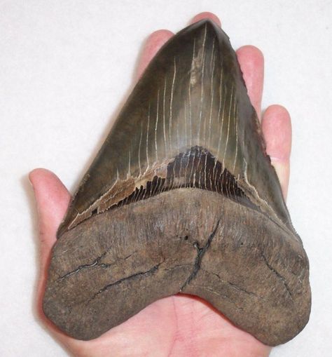 Megalodon teeth for sale in south carolina Beaufort South Carolina, Megalodon Tooth, The Teeth, Press The Button, Shark Bites, The Morgan, Shark Teeth, South Carolina, You Never