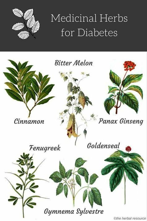 Medicine Herbs, Medical Herbs, Healing Plants, Herbal Healing, Herbs For Health, Healing Herbs, Natural Health Remedies, Medicinal Herbs, Homeopathy