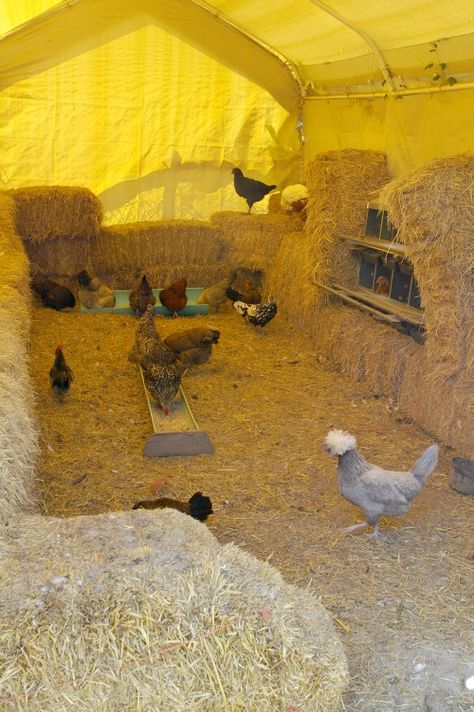 Straw Bale Chicken Coop, Tires In Chicken Coop, Hay For Chicken Coop, Chicken Coop Winter Ideas, Temporary Chicken Coop, Chicken Sanctuary, Chicken Tent, Small Coop, How To Keep Chickens