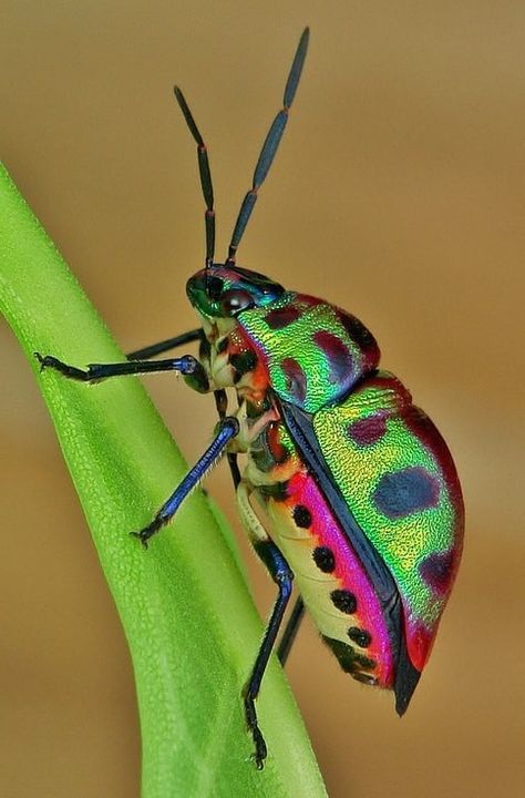 Shield Bug, Shield Bugs, Regard Animal, Cool Insects, Insect Photography, Cool Bugs, Garden Insects, Creative Textiles, Bug Art