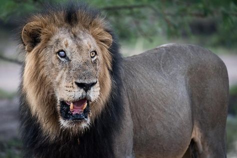 Don Heyneke Photography | A Fallen King | One of the last times I saw the infamous Dark Maned Majingilane Male after following his journey for more than 5 years! Lions of Londolozi Fallen King, Dark Maned Lion, Melanistic Maned Wolf, Golden Headed Lion Tamarin, Lion Stare, Lion's Mane, Animal Crackers, Big Cat, Amazing Animals