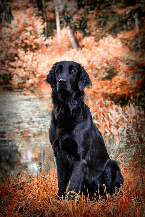 Cute Fluffy Puppies, Aesthetic Dogs, Cute Dog Wallpaper, Flat Coated Retriever, Fluffy Puppies, Pet Breeds, Dog Stories, Family Pets, Dogs Pooping