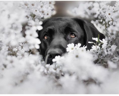 Black Retriever Aesthetic, Black Retriever, Pet Photoshoot, Holiday Pet Photos, Animal Photoshoot, Dog Photoshoot, Dog Ideas, Aesthetic Lifestyle, Adorable Dogs