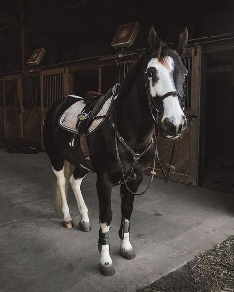 Cheval Pie, Riding Clothes, Horse Inspiration, English Horse, Horse Riding Clothes, Most Beautiful Horses, Horse Crazy, Clydesdale, Horse Equestrian