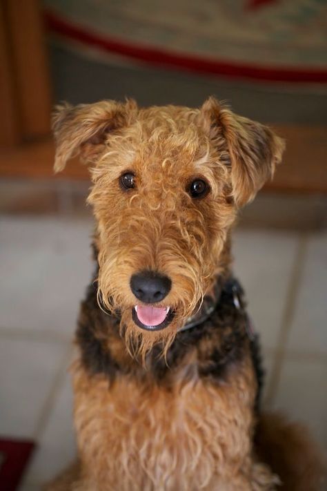 10+ Best Airedale Terrier Dog Names Airedale Terrier Puppies, Family Dogs Breeds, Airedale Dogs, Airedale Terriers, Welsh Terrier, Irish Terrier, Terrier Breeds, Wire Fox Terrier, Airedale Terrier