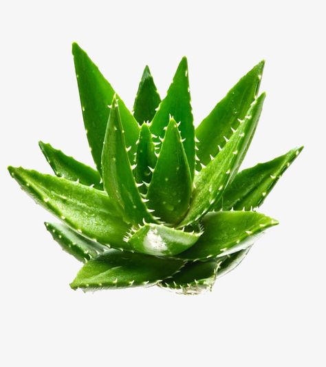 Aloe Vera Cleanser, Aloe Vera Gel Face, Aloe Vera Lotion, Aloe Vera Skin Care, Aloe Green, Aloe Plant, Aloe Vera Plant, Beaded Earrings Diy, Forever Living