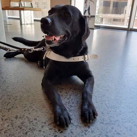 Meet Joska: A black Lab, a service animal, and an experienced cruiser with 700 days at sea Lab Service Dog, Psychiatric Service Dog, Royal Caribbean International, Holland America Line, Carnival Cruise Line, Black Labrador Retriever, Holland America, Norwegian Cruise Line, Norwegian Cruise