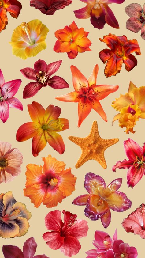 🌺 Tropical Iphone Background, Flower Collage Wallpaper, Wallpaper Normal, British Preppy, Loafers Platform, Model Wallpaper, Cute Summer Wallpapers, Wallpaper Iphone Summer, Wallpaper Flowers