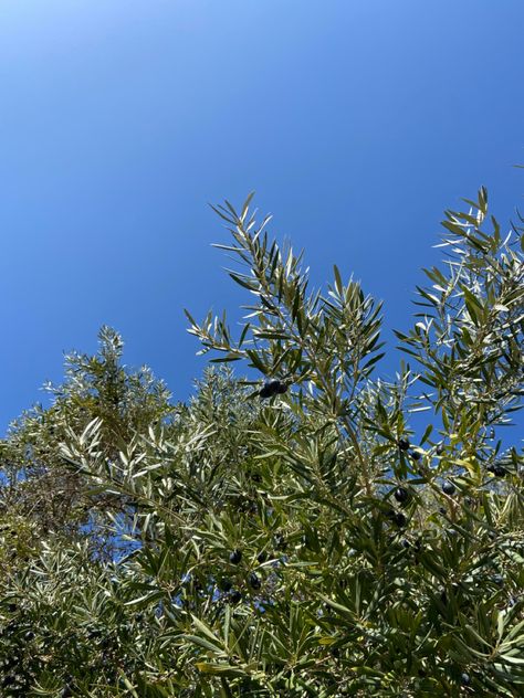 Olive Tree Aesthetic Wallpaper, Olive Grove Aesthetic, Olive Girl Aesthetic, Olive Trees Aesthetic, Olive Branch Aesthetic, Olive Tree Aesthetic, Olive Aesthetic, Summer Tree, Mount Of Olives