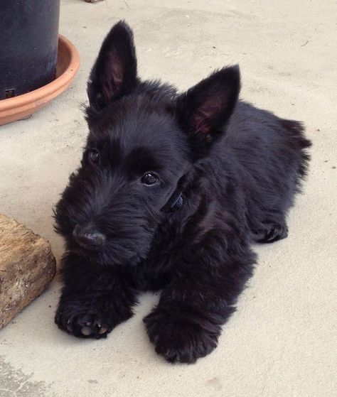 Scottie Puppy, Scottie Puppies, Scottish Terrier Puppy, Scottie Terrier, Scotty Dog, Scottish Terriers, Scottie Dogs, Scottish Terrier, Scottie Dog