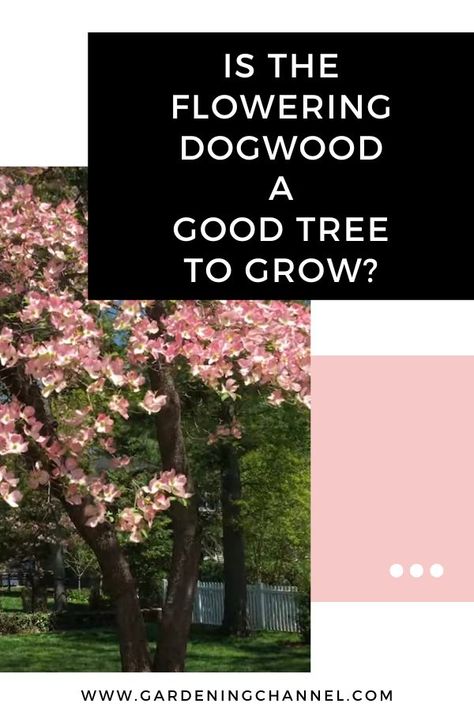 flowering pink dogwood with text overlay is the flowering dogwood a good tree to grow Flowering Dogwood Tree, Flowering Dogwood, Dogwood Tree, Add Curb Appeal, Dogwood Trees, Gardening Flowers, Flowering Trees, The Basics, Trees To Plant