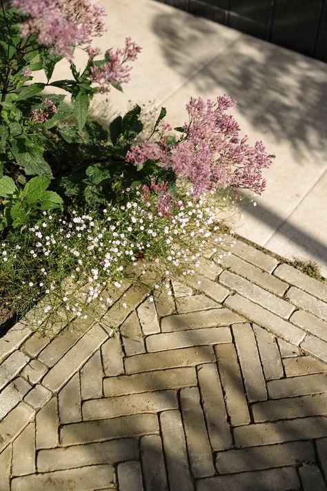 Small contemporary courtyard — INNES DESIGN STUDIO Victorian Terrace Garden, Contemporary Courtyard, Japanese Courtyard, Small Back Gardens, Courtyard Plants, Georgian Terrace, Modern Courtyard, Specimen Trees, Victorian Terrace