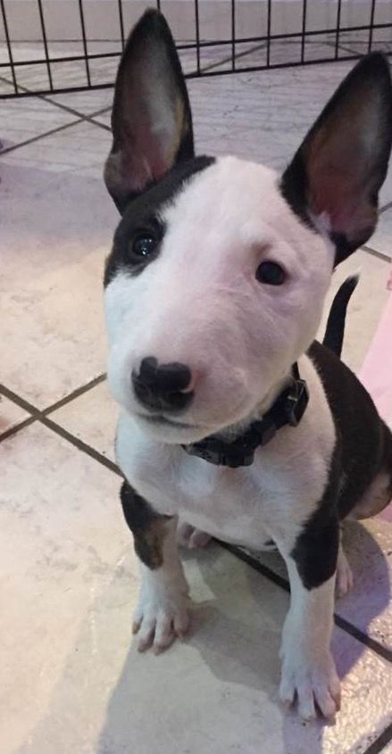 English Mini bull terrier. Tri-color mini. Sweet puppy. #bullterrier #mini #bull #terrier Ripley Cute Bull Terrier Puppies, Black Bull Terrier, Mini Bull Terrier, Cute Bull Terrier, English Bull Terrier Puppy, Bull Terrier Puppies, Bull Terrier Tattoo, Bull Terrier Funny, White Bull Terrier