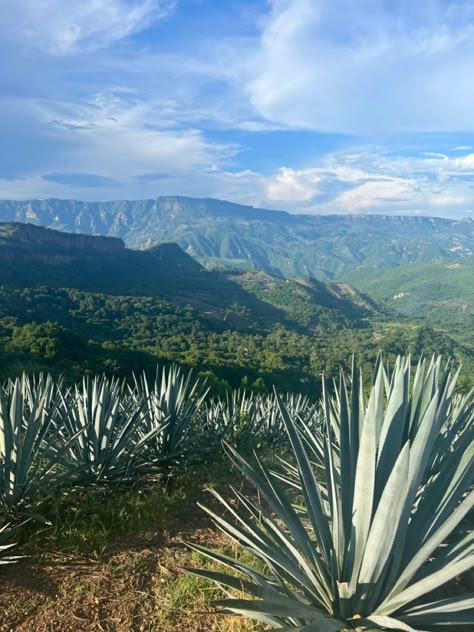 Mexico agave Jalisco Aesthetic, Tequila Mexico, Tequila Jalisco, Mexico Aesthetic, Landscape Pencil Drawings, Instagram Photo Editing, Ranch Life, Custom Painting, Agaves