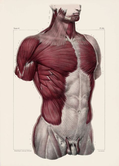 Muscle Study, Muscle Reference, Human Skeleton Anatomy, Human Muscle Anatomy, Human Anatomy Reference, Anatomy Images, Art Anatomy, Anatomy Sculpture, Anatomy Tutorial