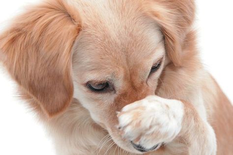 A dog covering his nose with his paw. Photography by ©kickers | Getty Images. Dog Covering Nose With Paws, Dog Covering Nose, Corn Chip, Stinky Dog, Smelly Dog, Dog Remedies, Blind Dog, Dog Cover, Dog Smells