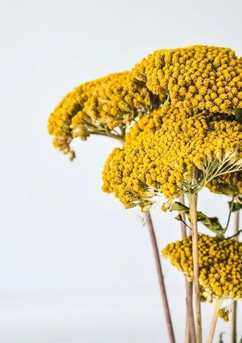 Yarrow has showy flower heads composed of many tiny, tightly-packed flowers rising above clusters of ferny foliage. The flowers may be yellow, red, pink, or any shade in between. Yarrow Flower, Dried Flower Bouquet, Handmade Flower, Flower Bouquets, Dried Flower Arrangements, Faux Plants, Mellow Yellow, Grasses, Dried Flower