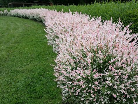 Salix 'Hakuro Nishiki' Variegated Willow - Hello Hello Plants & Garden Supplies Dappled Willow Tree, Willow Bush, Sitting Garden, Salix Integra, Dappled Willow, Fast Growing Trees, Garden Shrubs, Fence Ideas, Growing Tree