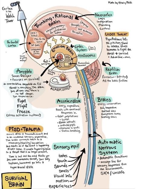 Mental Reminder, Therapy Infographic, Organisational Behaviour, Brain Diagram, Therapists Office, Nervus Vagus, Mental Health Activities, Exam Day, Brain Facts