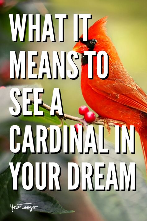 What It Means To See Or Dream About A Cardinal | YourTango #dream #spiritanimal #spiritual Red Cardinal Meaning, Cardinal Meaning, Cardinal Symbolism, Red Meaning, Relationship Topics, Bird Book, Dream Meanings, Worship God, Red Cardinal