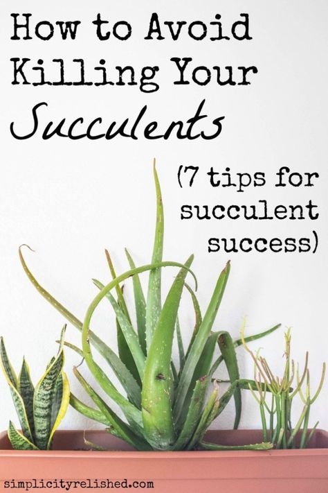 Growing Succulents, Succulent Gardening, Indoor Gardens, Succulent Care, Indoor Gardening, Cactus Y Suculentas, Flowers Garden, Succulents Garden, Cacti And Succulents