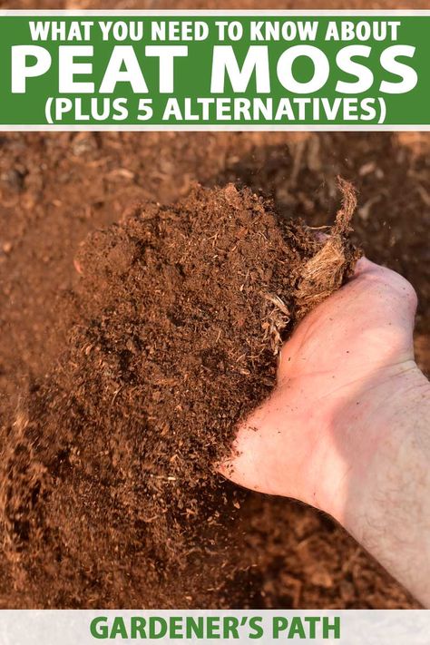 Peat Moss In The Garden, Stumpery Garden Ideas, Makeup Looks Winter, Soil Amendments, Organic Insecticide, Vegetable Benefits, Backyard Gardening, Plant Growing, Environmental Concerns