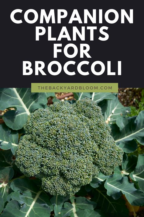 Brocolli Companion Plants, Companion Planting Broccoli, What To Plant With Broccoli, Broccoli Companion Plants, Broccoli Growing, How To Grow Broccoli, Port Orchard Washington, Grow Broccoli, Growing Rhubarb