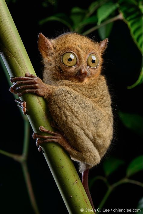 Cephalopachus bancanus borneanus is a small nocturnal primate inhabiting the lowland forests of Sumatra and Borneo. (aka Horsfield's Tarsier) Regard Animal, Nocturnal Animals, Interesting Animals, Unusual Animals, Fluffy Animals, Animal Sketches, Weird Animals, Primates, Animal Photo