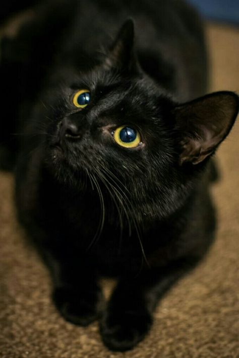 Bombay Cat, Cat Tags, A Black Cat, Cute Black Cats, Cat Facts, Cute Animal Pictures, Cat Care, Pretty Cats, Black Cats