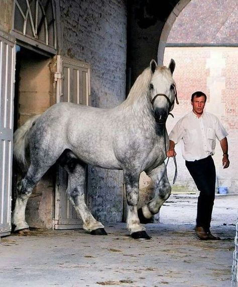 Percheron Horses, Gray Horse, Clydesdale Horses, Draft Horse, Big Horses, Work Horses, Most Beautiful Animals, Horse Crazy, Clydesdale