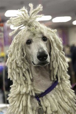 Badass Goldendoodle Grooming Styles for Your Pup Poodle With Dreads, Poodle Dreadlocks, Goldendoodle Grooming, Westminster Dog Show, Poodle Toy, Poodle Cuts, Creative Grooming, Poodle Grooming, Grooming Style