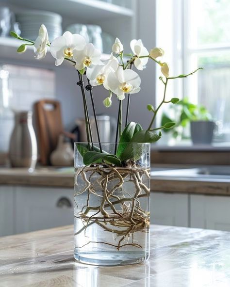 Most folks do this wrong. The right way to grow orchids in water successfully Water Plants Indoor, Plants Grown In Water, Grow Orchids, Orchids In Water, Indoor Orchids, Orchid Plant Care, Orchid Flower Arrangements, Orchid Roots, Orchid Planters